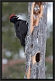Zwarte Specht, Black Woodpecker, Dryocopus martius Location: Kalvtrask, Sweden Zwarte Specht MG 8923 kopie